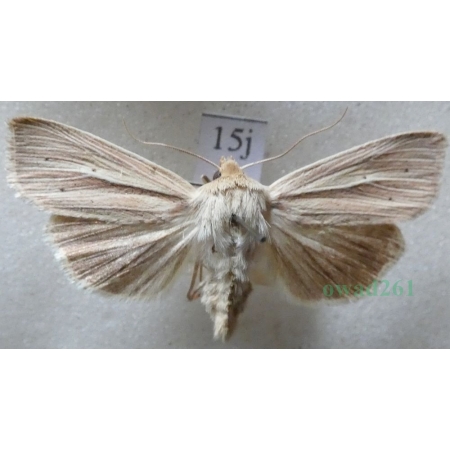 Mythimna impura (Hübner, 1808) Mokradlica bezwstydniczka Czech15j